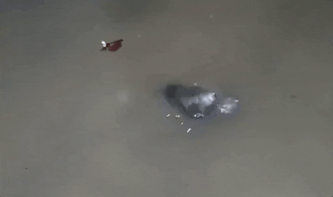 Swim Swimming GIF by GIPHY News