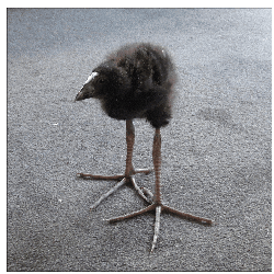 Jesse_Dominguez giphyupload giphycreatortest Sticker