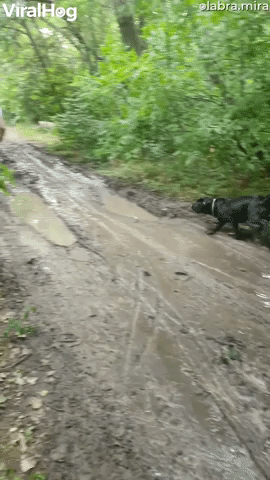 Small Tree Can't Save Slipping Man from Mud Puddle