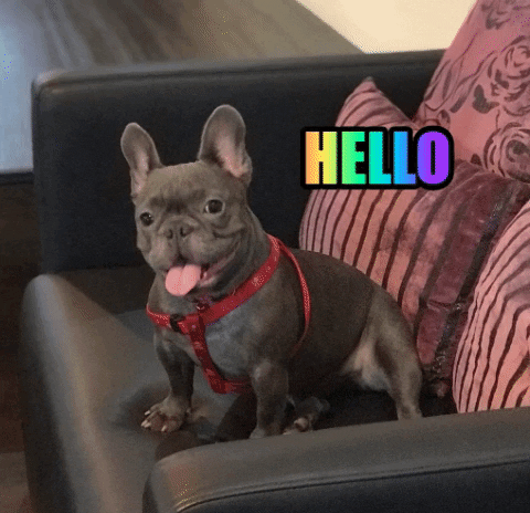 French Bulldog Hello GIF by WoofWaggers
