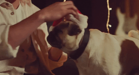 Dog Christmas GIF by Johnny Orlando