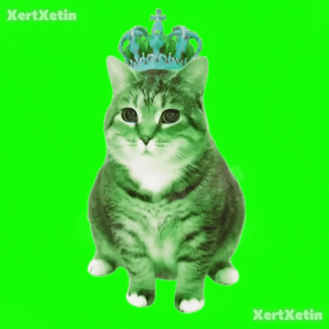 XertXetin giphyupload spinning cat oiia oiiaoiia GIF