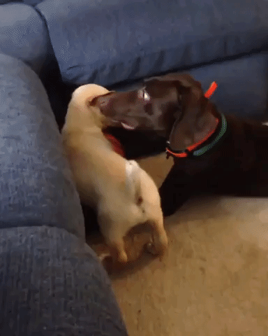 Feisty Puppy Gets the Better of Bigger Dog in Funny Mess Fight