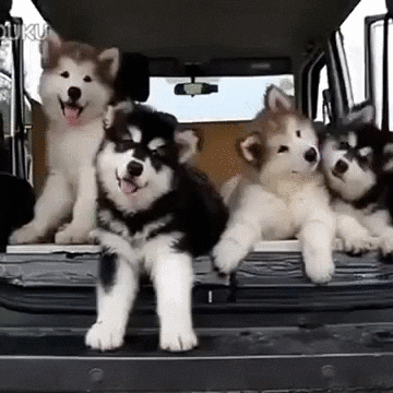 Confused Dogs GIF