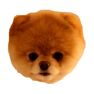 boo pomeranian STICKER by imoji