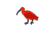 Bird Guaratuba Sticker by Guará Mapping Festival
