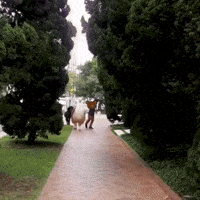 llama GIF by Veek