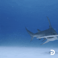 Sharks Of Ghost Island GIF by Shark Week