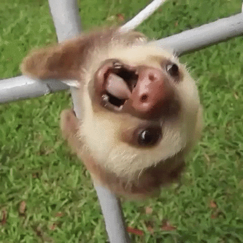 aww GIF