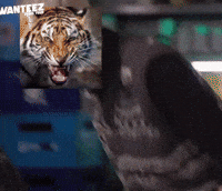 Ateez Yelling GIF