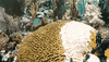 visit-florida  GIF