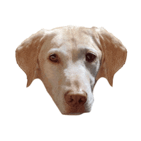 ATdesignco lab argo atd headtilt Sticker