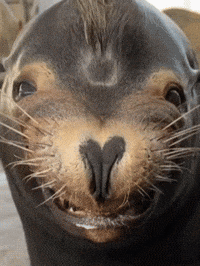 Sea Lion Smile GIF by Aquarium of the Pacific