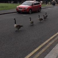 Geese Spotted Strolling Down Manchester Street During Lockdown