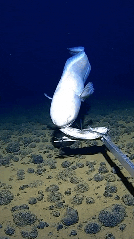 Deep Sea Fishing GIF by Storyful