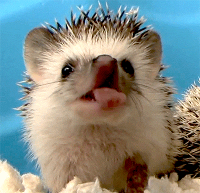 hedgehog GIF