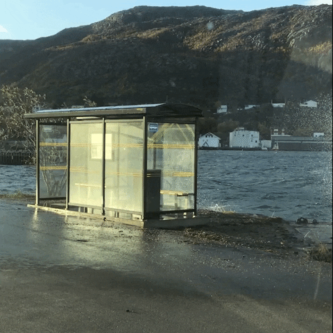 oliverini giphygifmaker GIF