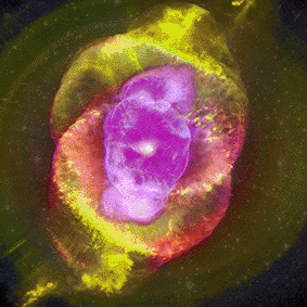 marcelo_jacome giphyupload art colour tarot GIF