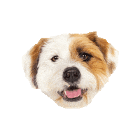 Dog Whiskey Sticker by J. Rieger & Co.