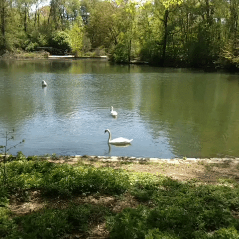 swans GIF by emibob