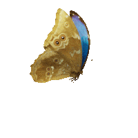 Blue Butterfly Love Sticker by Zacxophone