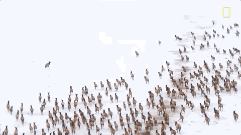 Nat Geo Yellowstone GIF by National Geographic TV