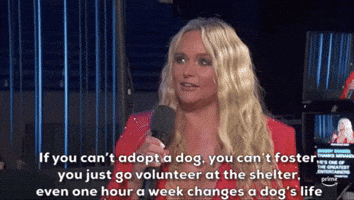Go Volunteer At The Shelter
