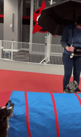 thepetrepublic giphygifmaker giphygifmakermobile GIF