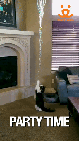 Best Friends Party Time GIF by Best Friends Animal Society