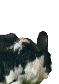 Look Bunny Sticker by Peter Rabbit Movie