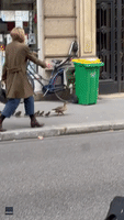 Woman Escorts Family of Ducks Along Paris Street