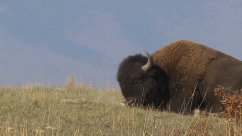 Bison Rolling GIF by U.S. Fish and Wildlife Service