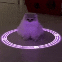 Sailor Moon Cat GIF by Respective