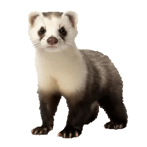 Guinea Pig Love Sticker