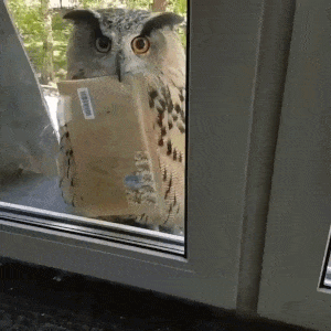 childrenofthenight giphyupload owl letter GIF