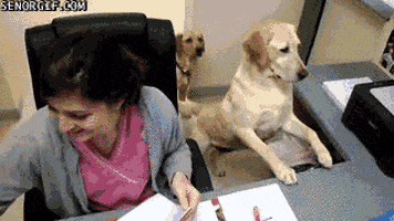 good service dog GIF by Cheezburger