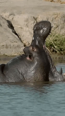 GIF by Dave & Buster's