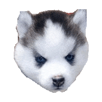 cool STICKER by imoji