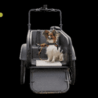 Dog Bakfiets GIF by socibike