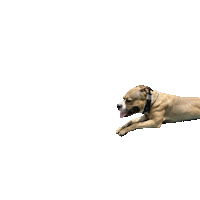 Flying Dog Sticker by Weld Realty