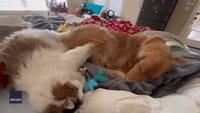 Cat Gazes at Napping Dog While Giving Massage
