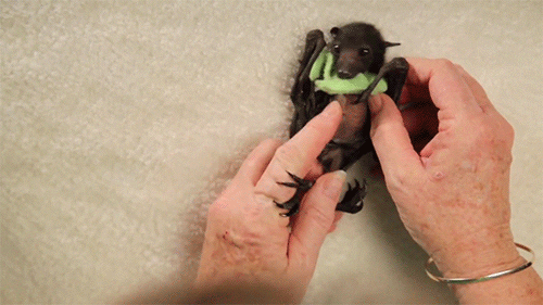 baby animals bats GIF