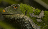 third eye fun GIF by San Diego Zoo