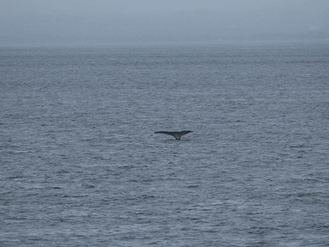 Whale Tail GIF by Searoad Ferries