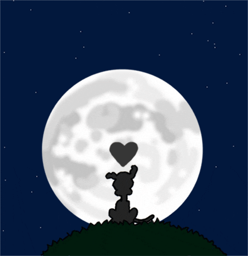 I Love You Dogs GIF by Chippy the Dog