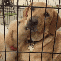 children parents GIF