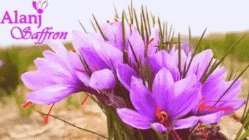 زعفران GIF by alanj saffron