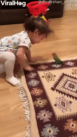 Parrot Cleverly Evades Toddler