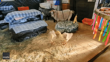 'No, You Talk to Them': Goats Prove Shy on Meeting Goslings