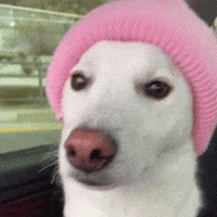Jindo GIF